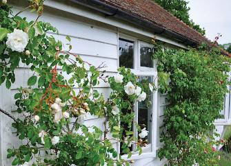 Exterior of a vine-covered weather-boarded holiday cottage in Kent.