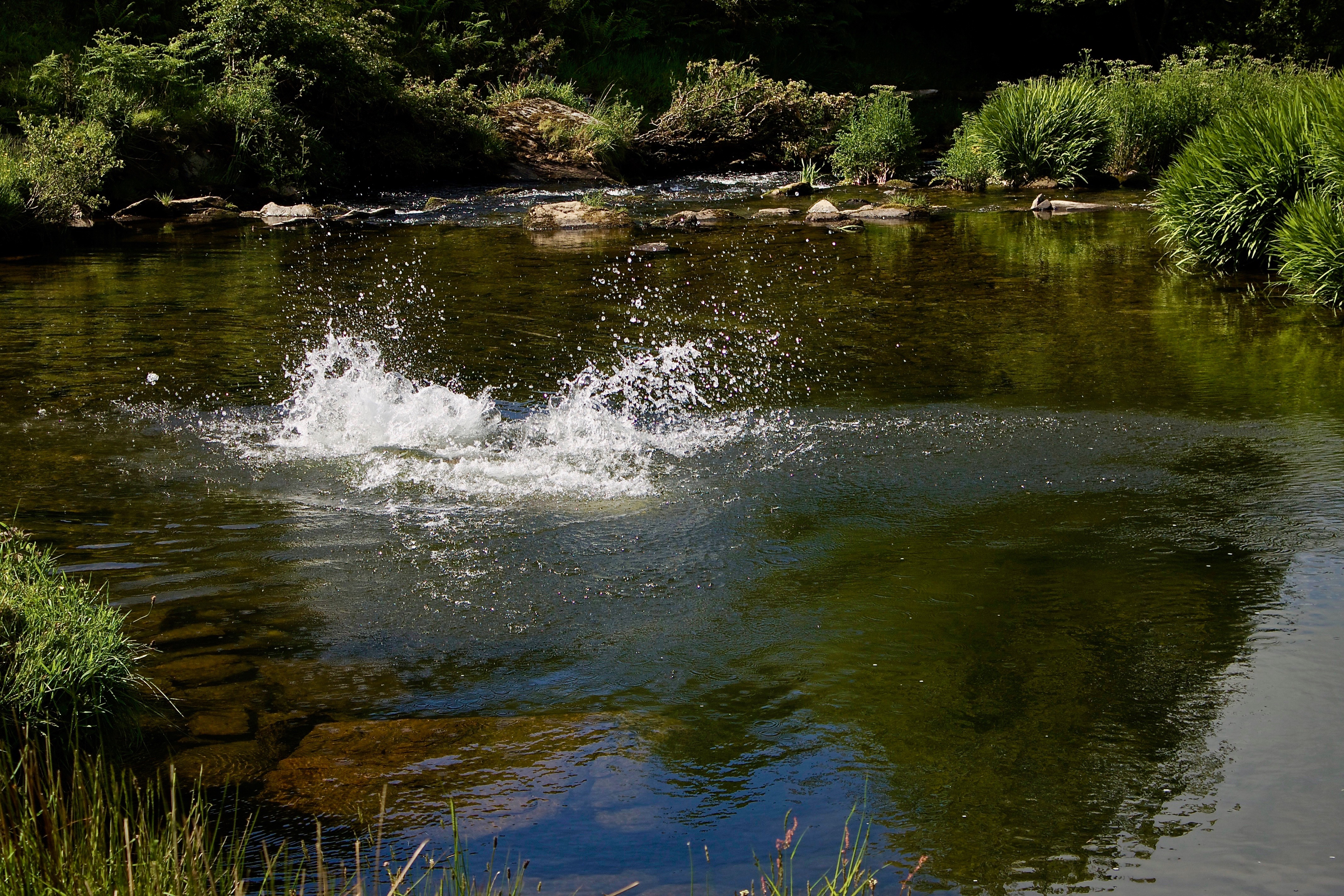 A wild-swimmer makes a large splash diving  into a remote riverside pool on the River Barle on Exmoor.