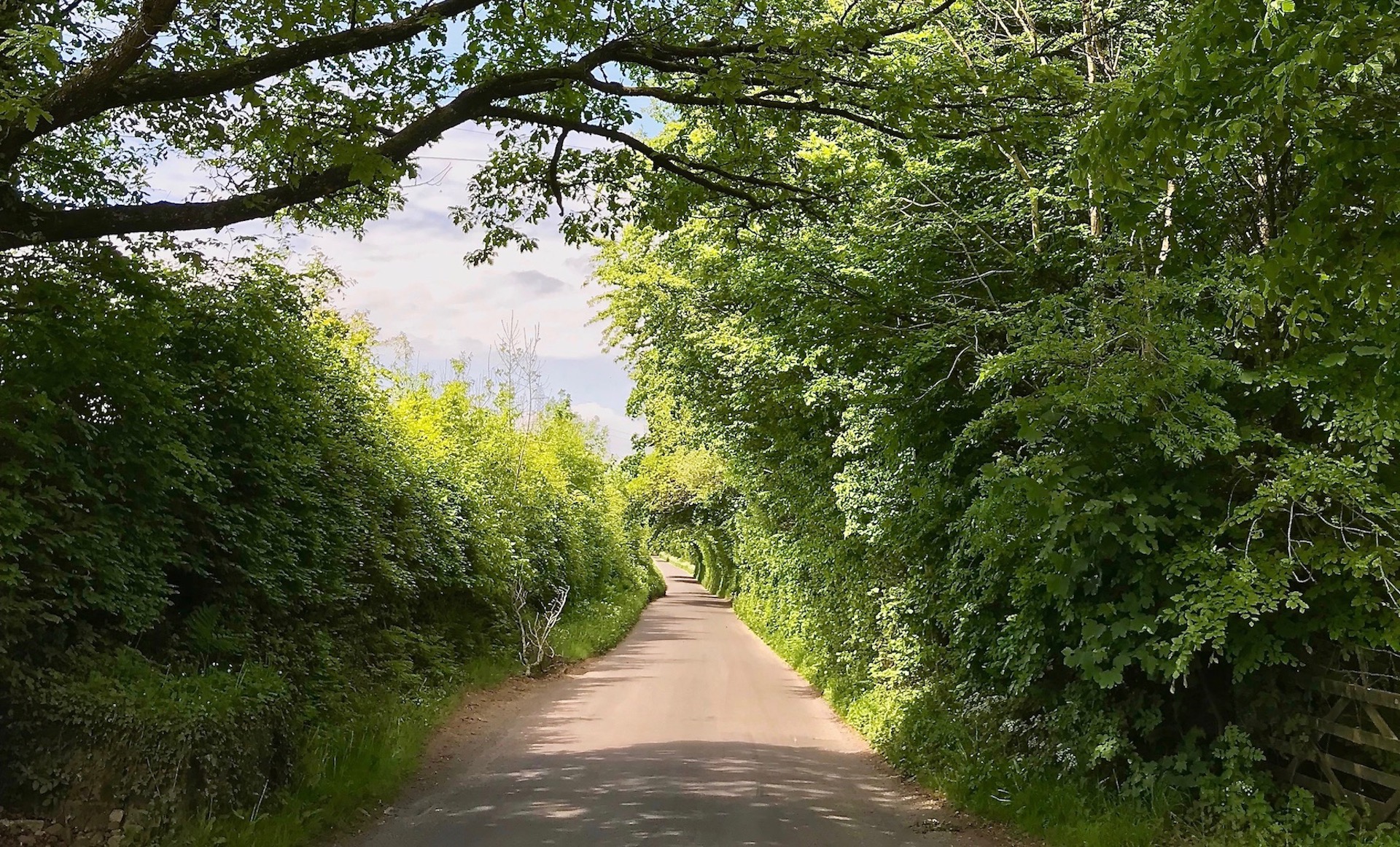 An empty Exmoor lane stretches into the distance under a cathedral of trees.