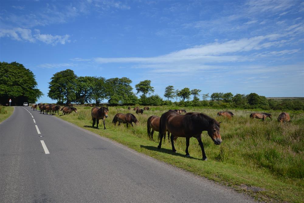 Exmoor ponies graze on a quiet road side.
