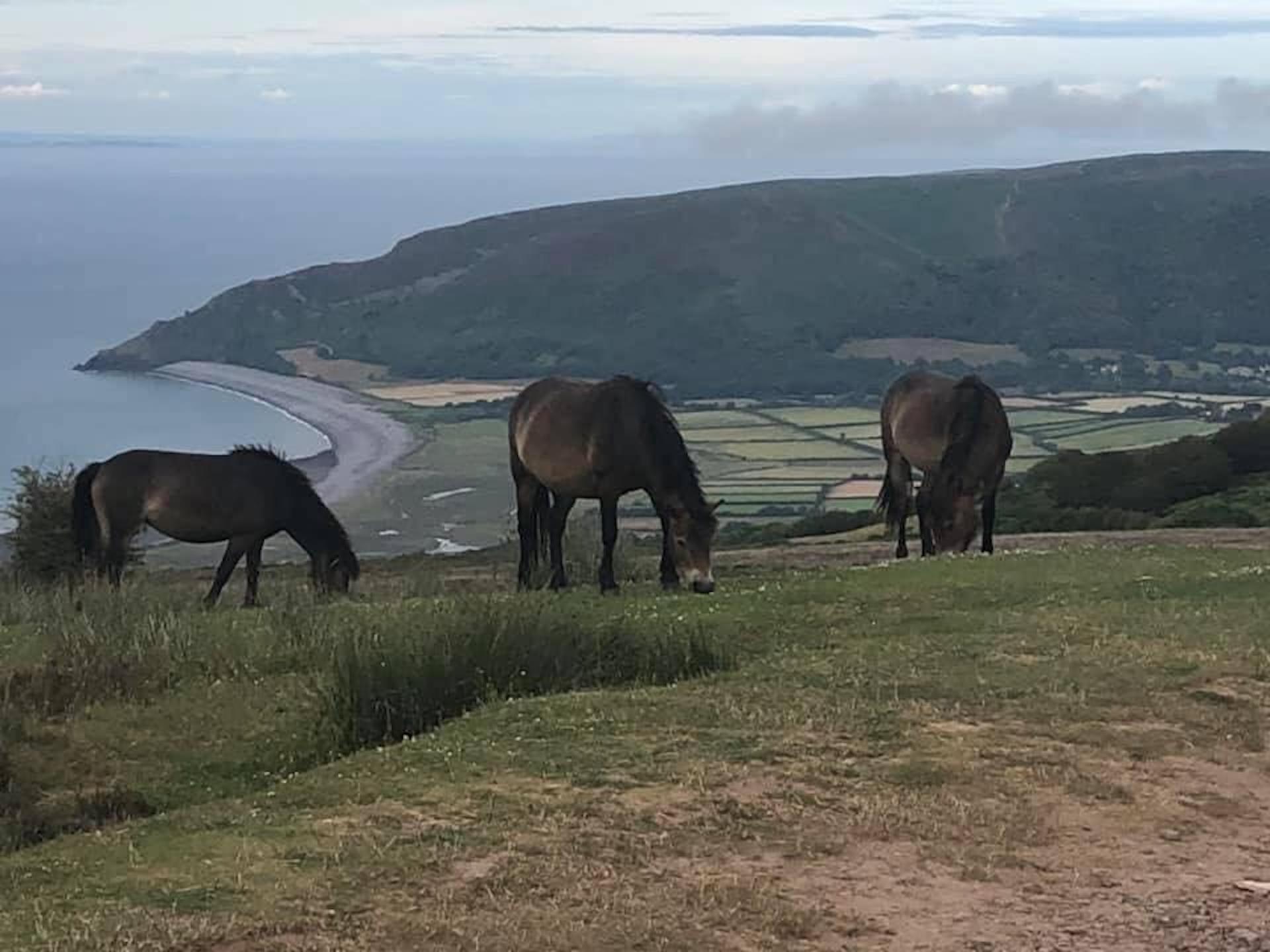 Exmoor ponies grazing on a moorland cliff top with the fields of Porlock Vale in the background