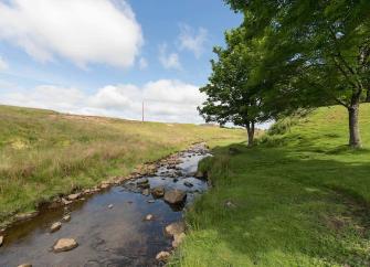 A North Pennine beck trickles past two trees in a shallow valley.