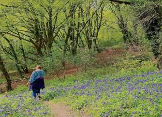 A woman walks down a footpath in a beech wood amongst a carpet of bluebells.