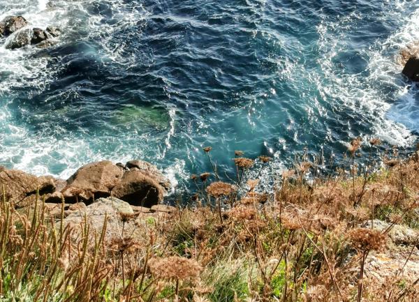 Weathered cliff top plants with sea and rocks below.