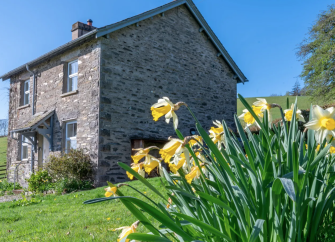 A 2-storey,stone-built country cottage on a sunny day with a large clump of daffodils in the foreground.