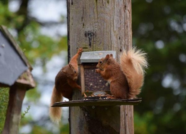 Red squirrels feeding on aa bird feeder.