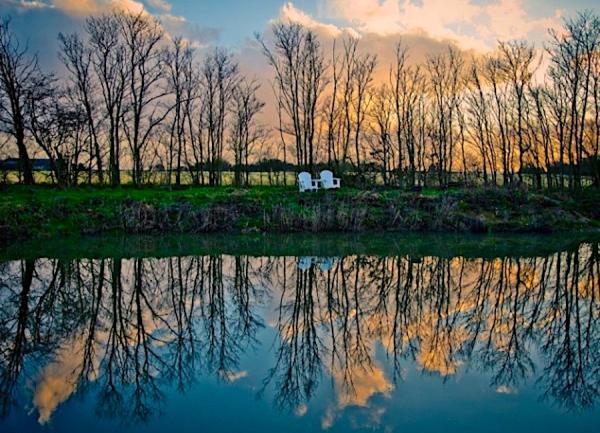 Winter trees reflected in the calm ocean at dusk.