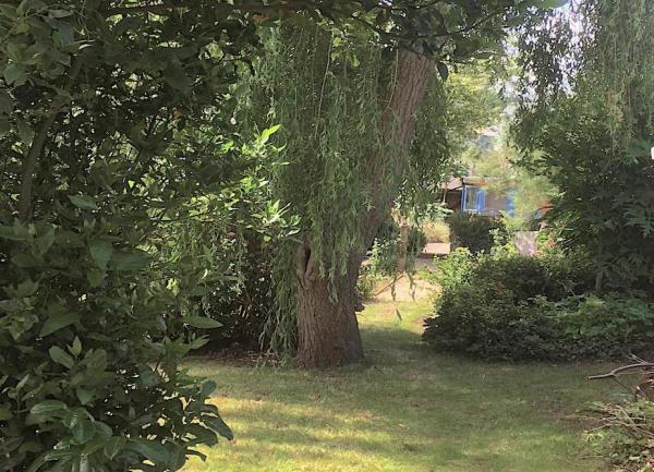A grassy garden in the shade of a tall willow tree and shrubs.