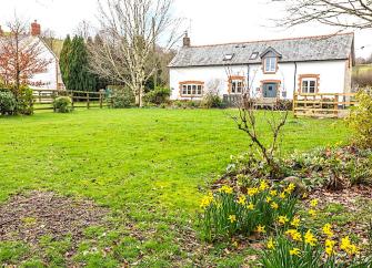 A rendered Exmoor cottage overlooks a large lawn with clumps of daffodils