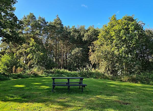 A field with a piicnic bench facing the edge of a wood.