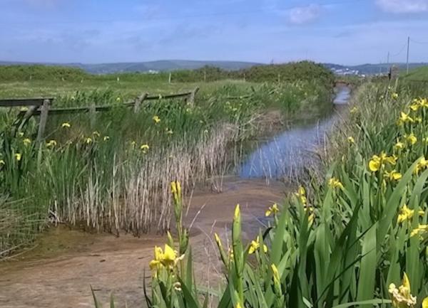 Braunton marshes