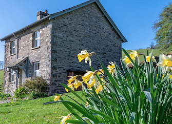 Daffodils grow in front of a stone-built barn conversion in the Cumbrian countryside