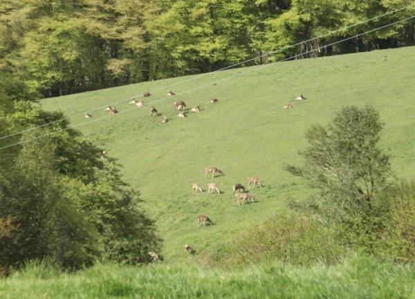 Cows graze on a hillside field enclosed by trees.
