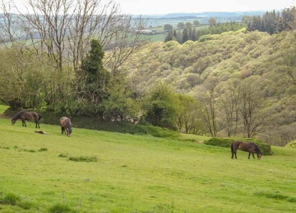 Ponies graze on a field sloping down to a tree-lined Exmoor valley.