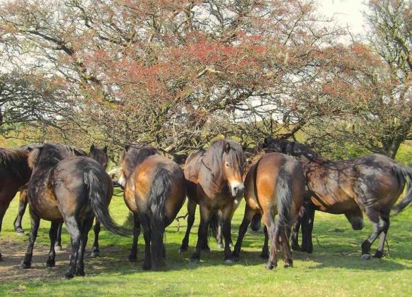 A groups of Exmoor ponies standing in front of a berry-laden Rowan tree.