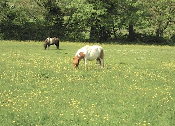 Exmoor ponies grazing in a wildflower meadow.
