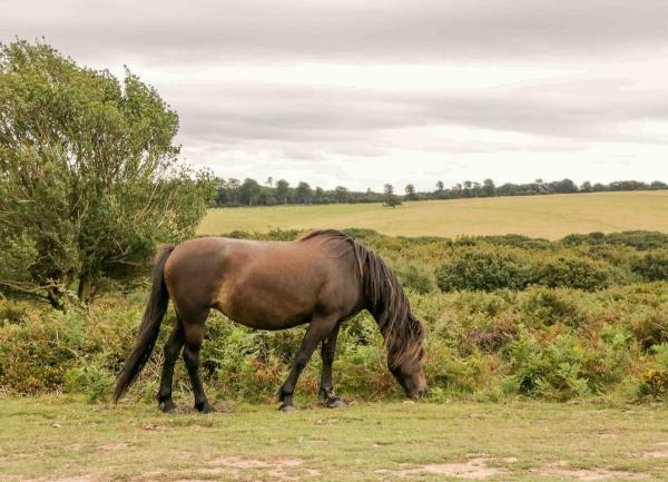 Dartmoor pony grazing on open moorland.