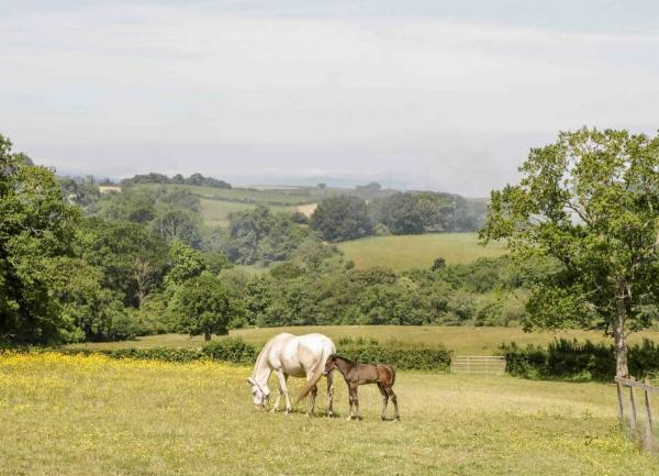 Pony and foal grazing in a large field.