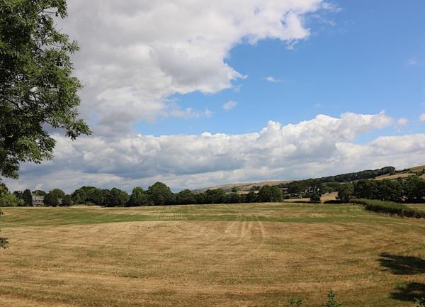 Rural view: large field, trees and hedges.