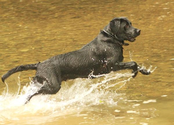 A Labrador splashes through shallow waters on a beach.