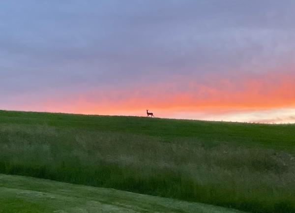 A deer silhouetted on a ridge in the setting sun.