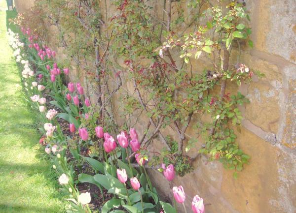 Cottage stone wall lined with climbing roases and a bed of tulips.
