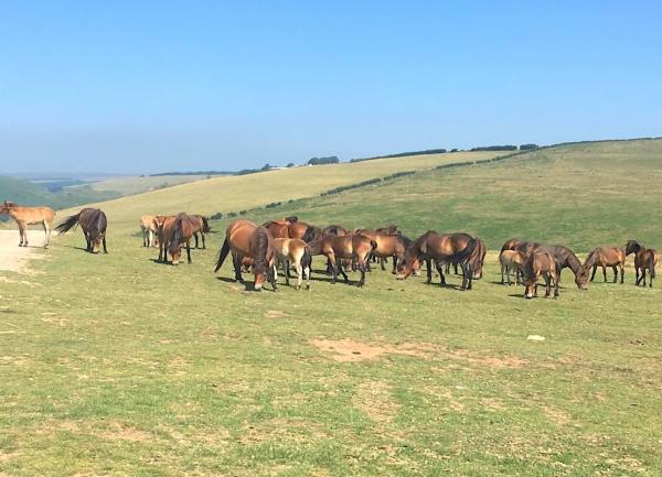 A herd of Exmor ponies grazing on common land.