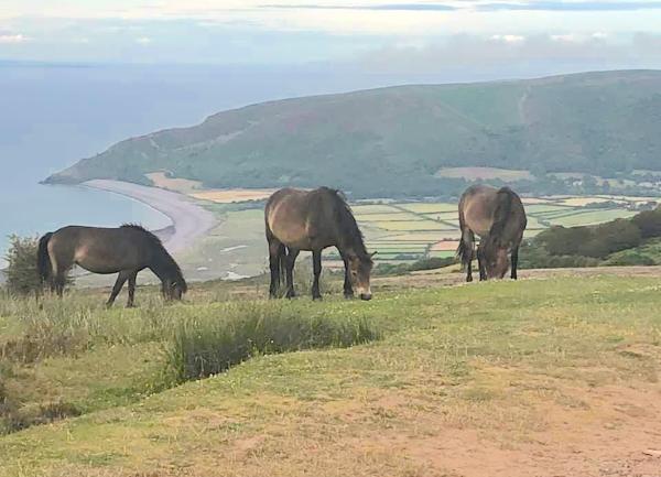 Exmoor ponies grazing on a hill above Porlock Vale and Bossington Beach.