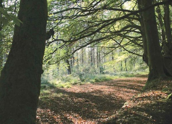 A leaf-covered track winding through a beach wood.