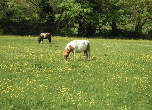 Exmoor ponies grazing in a paddock full of buttercups.