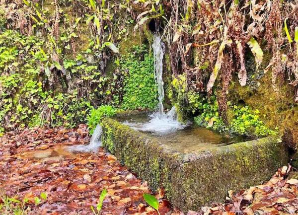 A moss covered water trough.