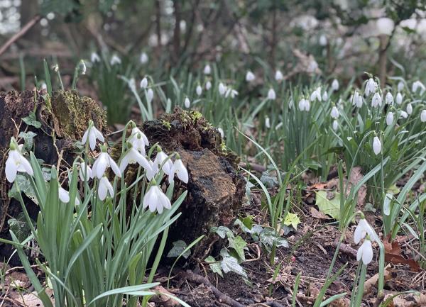 Snowdrops in the woods opposite Pear Tree House