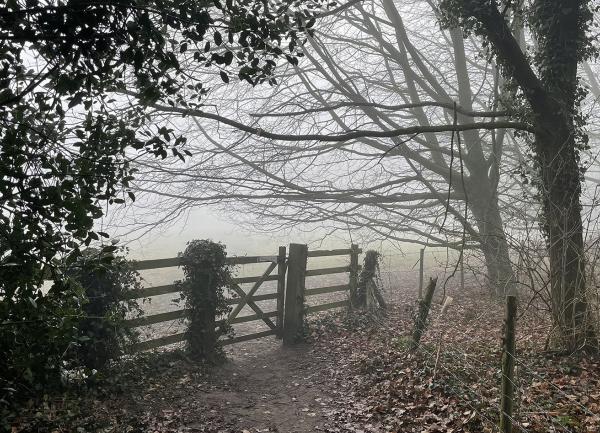 Through the woods and into the fields beyond