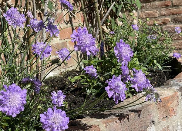 Raised beds in the walled garden