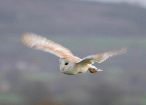 Owl flying with countryside behind