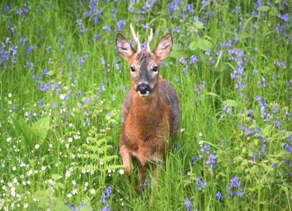 Muntjac Deer in a meadow