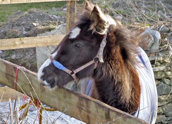 A small pony looking over a fence rail.