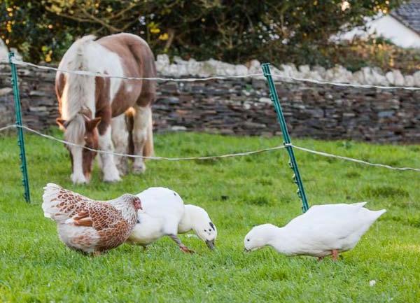 Separated by a rope fence, a large horse and two geese feed on grass.