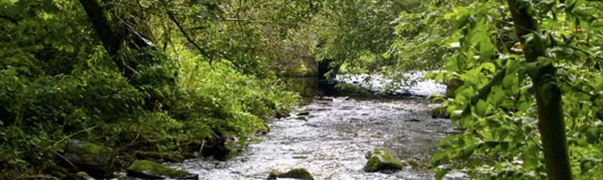 A wild river with overhanging trees flows through a wooded valley in the Northumberland National Park in early summer