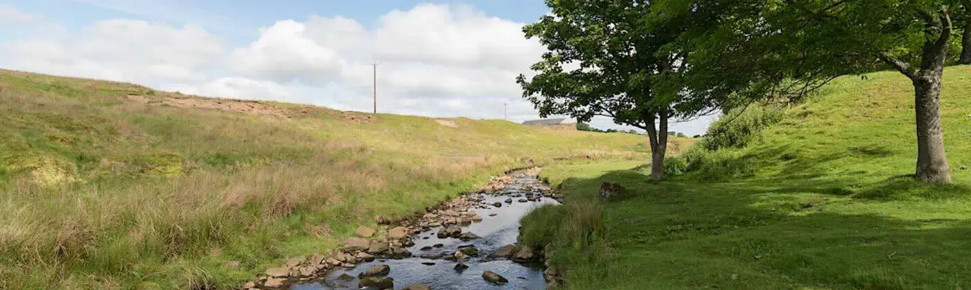 A North Pennine beck trickles past two trees in a shallow valley.