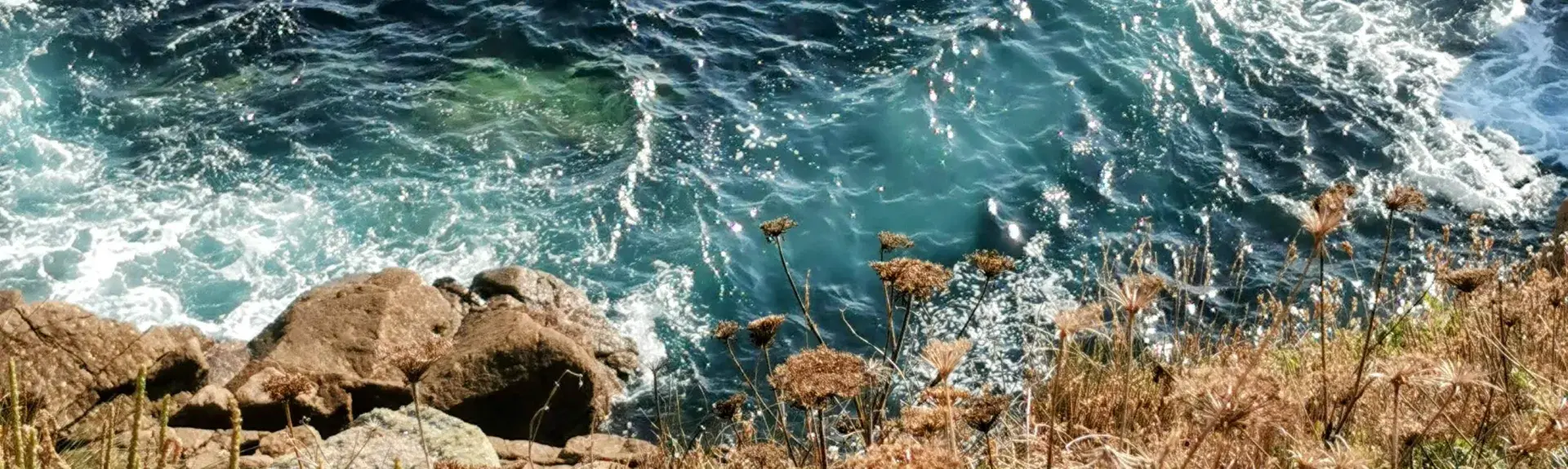 Weathered cliff top plants with sea and rocks below.