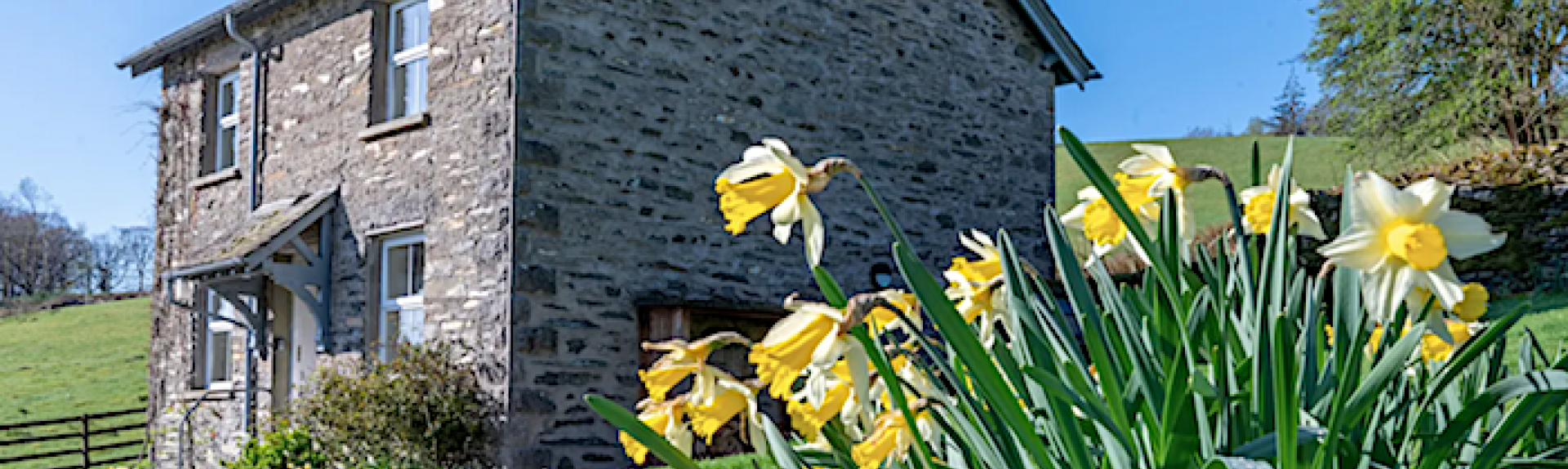 Daffodils grow in front of a stone-built barn conversion in the Cumbrian countryide
