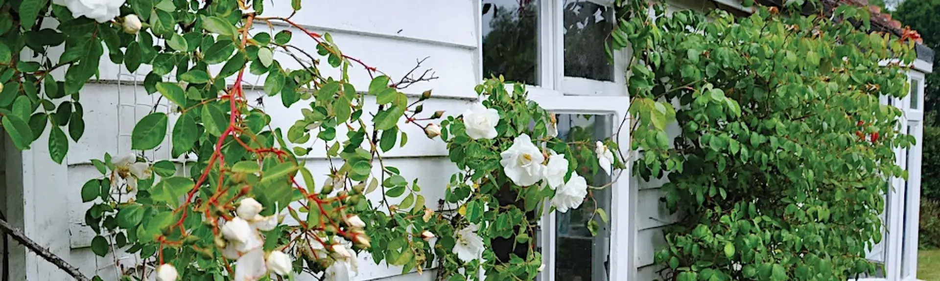 Exterior of a vine-covered weather-boarded holiday cottage in Kent.