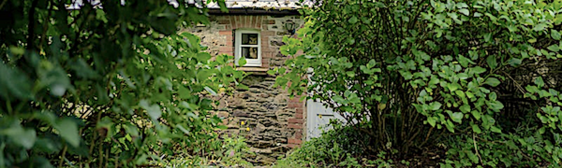 A glimpse of a cottage wall and window peeping through a gap between bushes.