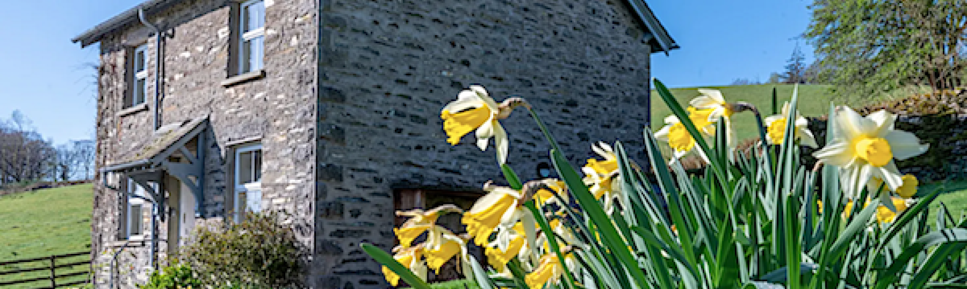 Daffodils grow in front of a stone-built barn conversion in the Cumbrian countryside