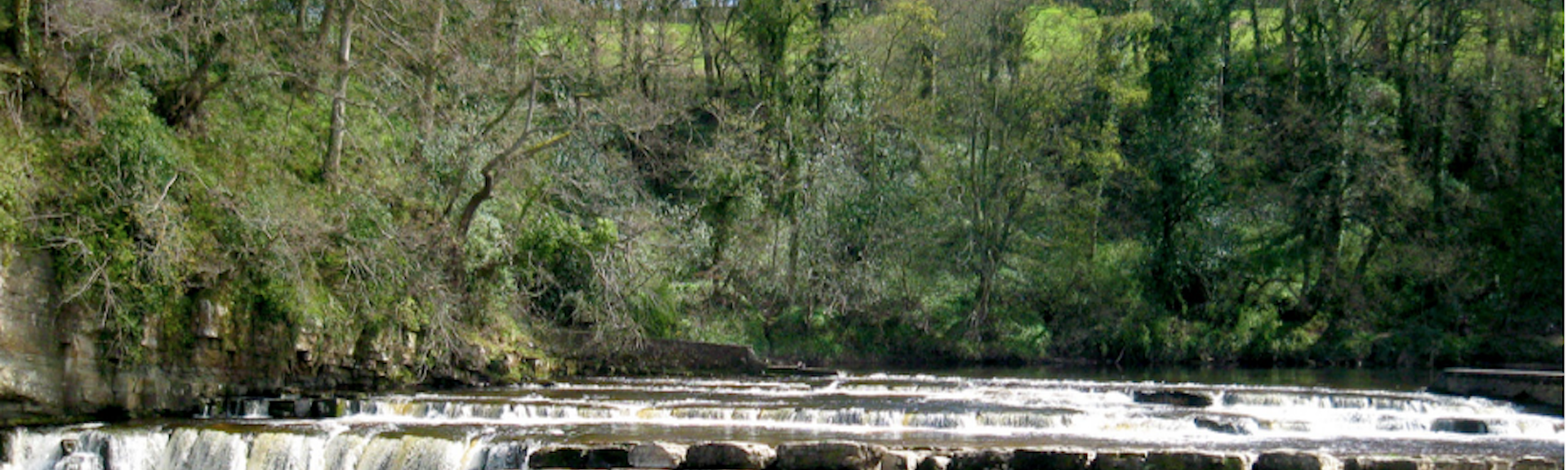 a waterfall against a backdrop of tree in early spring at Aysgarth in the Yorkshire Dales