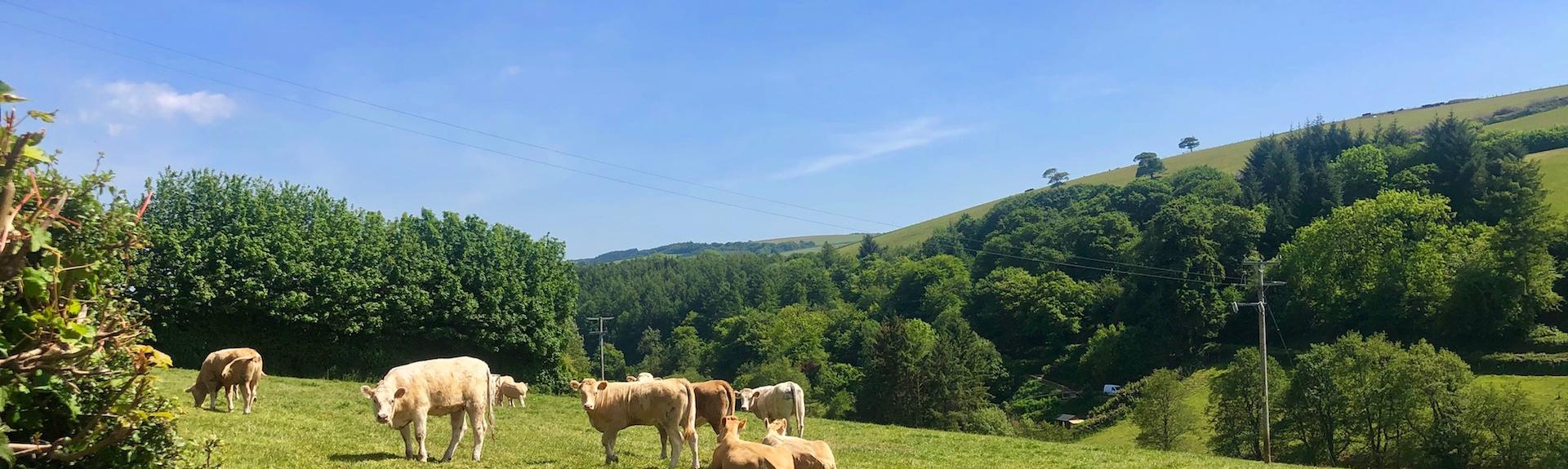 Cattle grazing above Luxborough
