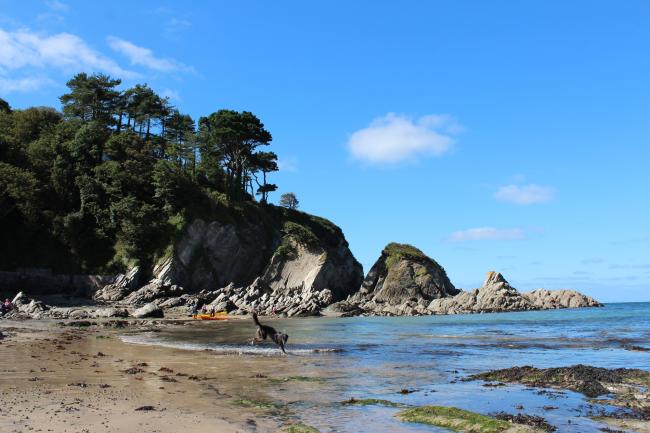The Beach at Lee Bay in North Devon A sandy beach at low tide with a pine tree-clad rocky promontory in the background at Lee Bay in North DEvon..
