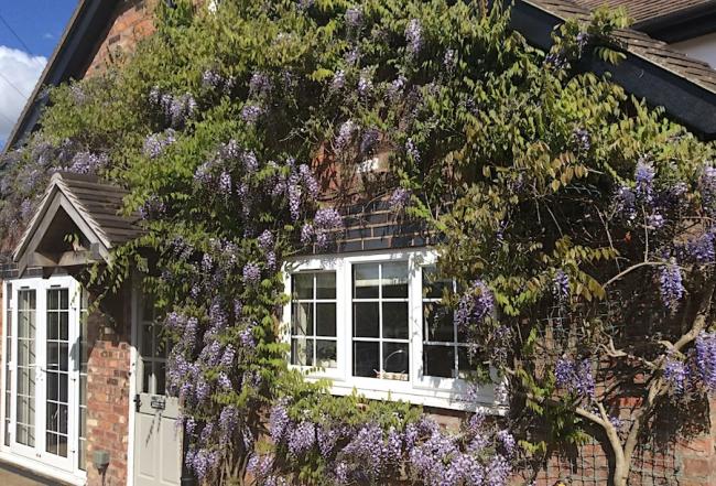 Knutsford Holiday Homes Exterior of a wisteria-clad, stone holiday cottage in Knutsford