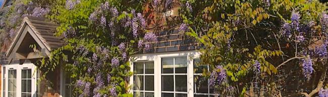 Curlew Cottage in Cheshire - Available to Book Flowering wistera climbs a house wall around cottage windows.